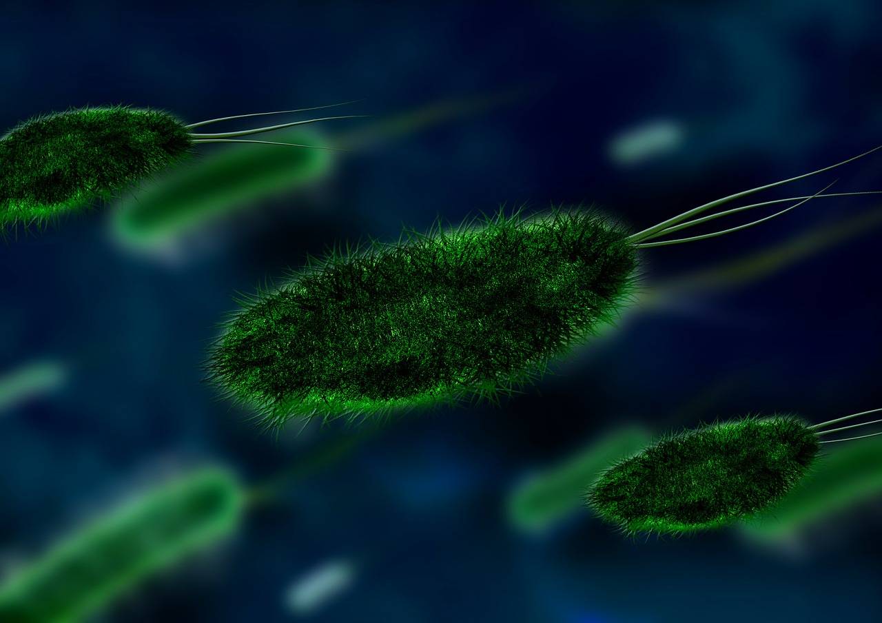 Клетки и бактерии